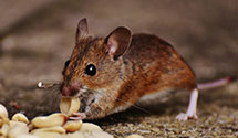 24 Hour & Emergency Exterminators in Starkville, MS
